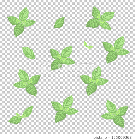 手繪薄荷葉彩色插圖 135009368