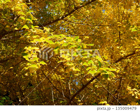 黄色に色づくイチョウの葉 135009479