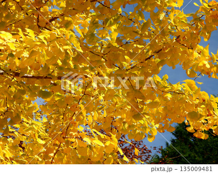 黄色に色づくイチョウの葉 135009481
