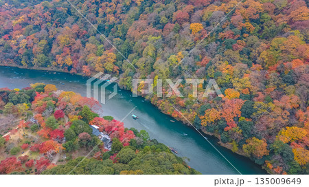 Nov 24 2025 Fall Trees At Arashiyama Rankyo Gorge Kyoto Japan 135009649