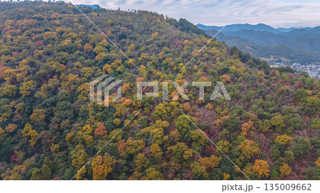 Nov 24 2025 Scenic Autumn Trees at Arashiyama Kyoto Japan 135009662