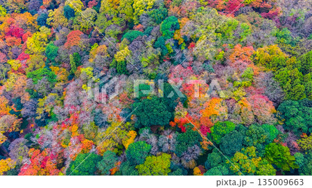 Nov 24 2025 Scenic Autumn Trees at Arashiyama Kyoto Japan 135009663