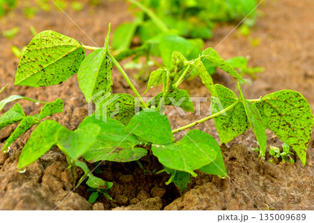 Bean bush with the first leaves. Bean bush with the first leaves. 135009689