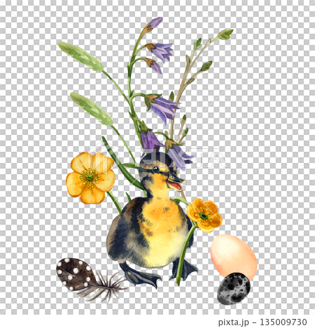 Watercolor illustration. Duckling with Spring flowers and eggs. Hand drawn watercolor illustration for greeting card, Easter, harvest festival. High quality illustration 135009730