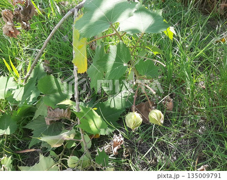 木の実 緑の葉と実 木の実 緑の葉と実 135009791