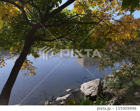 紅葉した木々　紅葉　川沿いの木 135009996