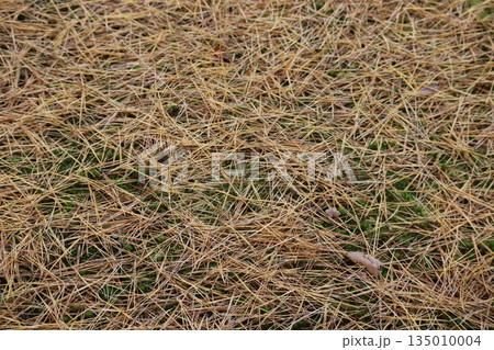緑の草と茶色の松葉の落ち葉の絨毯の地面の風景 135010004