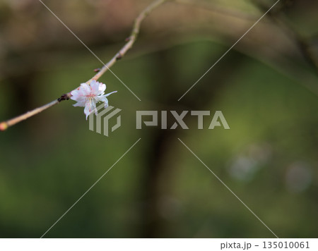 3月に美しく咲いたサクラ「十月桜（ジュウガツザクラ）」 135010061