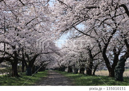 満開の桜の木の下にある遊歩道 北上市立公園展勝地 満開の桜の木の下にある遊歩道 北上市立公園展勝地 135010151