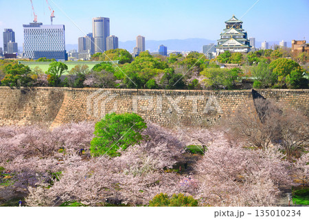 【大阪府】満開の桜と大阪城 【大阪府】満開の桜と大阪城 135010234