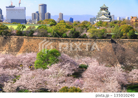 【大阪府】満開の桜と大阪城 【大阪府】満開の桜と大阪城 135010240