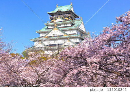 【大阪府】満開の桜と大阪城 【大阪府】満開の桜と大阪城 135010245