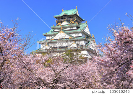 【大阪府】満開の桜と大阪城 135010246