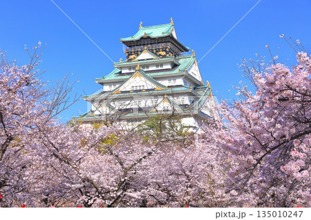 【大阪府】満開の桜と大阪城 【大阪府】満開の桜と大阪城 135010247