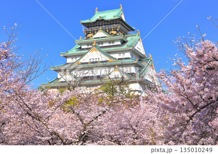 【大阪府】満開の桜と大阪城 135010249