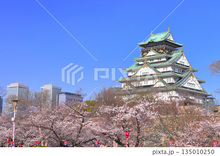 【大阪府】桜が満開の大阪城と大阪ビジネスパーク 135010250