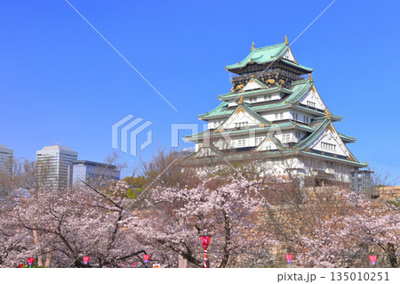 【大阪府】桜が満開の大阪城と大阪ビジネスパーク 135010251