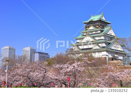 【大阪府】桜が満開の大阪城と大阪ビジネスパーク 135010252