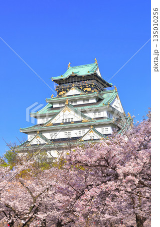 【大阪府】満開の桜と大阪城 【大阪府】満開の桜と大阪城 135010256