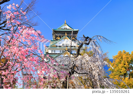 【大阪府】満開の枝垂れ桜と大阪城 135010261