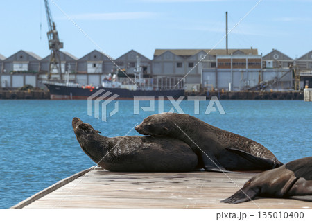 Group of cape fur seals resting on a wooden dock with a harbor 135010400