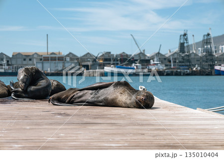 Cape fur seal resting on wooden pier by the sea during the day. Marine wildlife 135010404