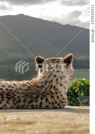 Cheetah cub in rehabilitation center gazing at mountain landscape 135010411