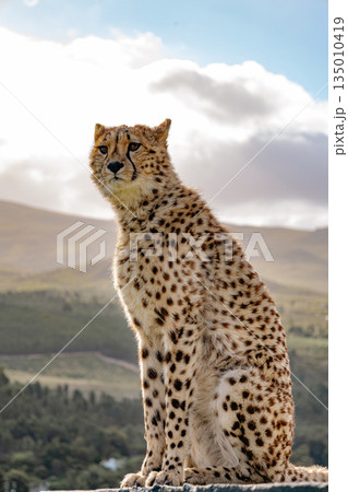 Cheetah sitting during a sunny day overlooking the landscape 135010419