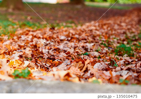 Colorful fallen leaves on trees in an autumn park close up Colorful fallen leaves on trees in an autumn park close up 135010475