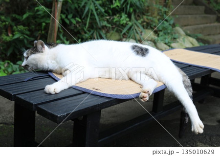 境内で昼寝する猫　夏の暑い日 135010629