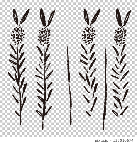 Hand-drawn monochrome illustration of lavender Hand-drawn monochrome illustration of lavender 135010674