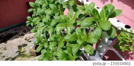 Healthy Hydroponic Pak Choi Garden in White Pipes for Modern Sustainable Food Production and Home Agriculture Healthy Hydroponic Pak Choi Garden in White Pipes for Modern Sustainable Food Production and Home Agriculture 135010802
