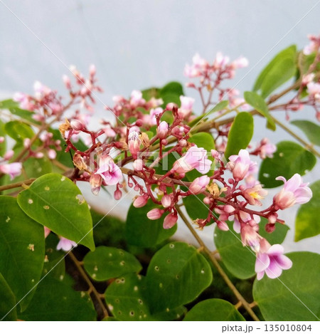 Macro Shot of Pink Starfruit Flowers in Bloom with Green Leaves on Blurred Background for Botanical Design 135010804
