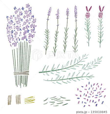 ラベンダーの手書きカラーイラスト素材 135010845