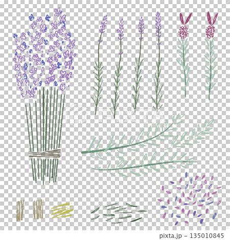 ラベンダーの手書きカラーイラスト素材 135010845
