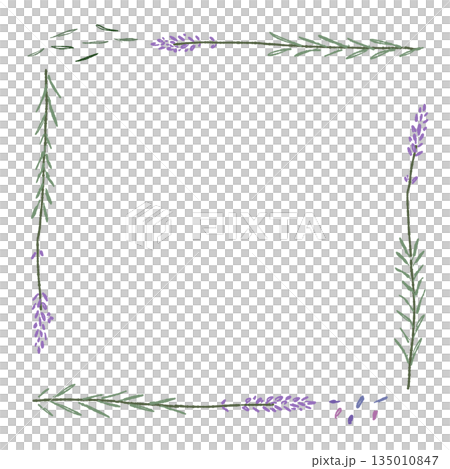 薰衣草手繪彩色插圖素材 薰衣草手繪彩色插圖素材 135010847