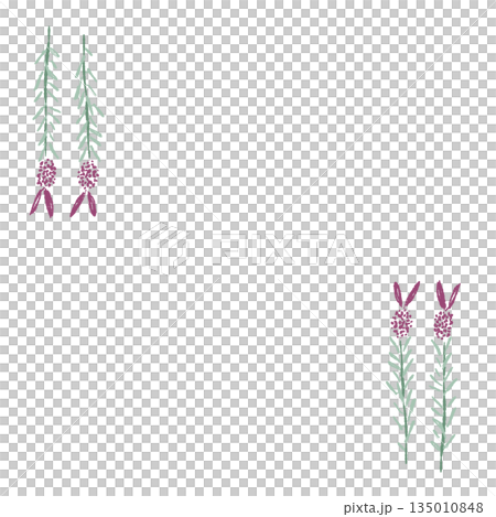 薰衣草手繪彩色插圖素材 薰衣草手繪彩色插圖素材 135010848