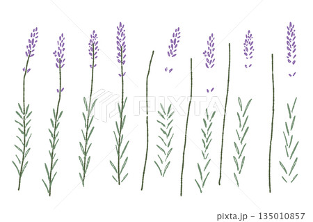 ラベンダーの手書きカラーイラスト素材 135010857