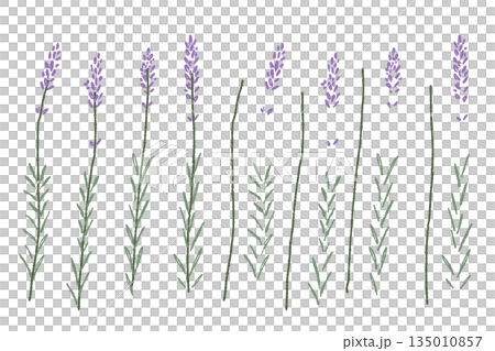 ラベンダーの手書きカラーイラスト素材 135010857