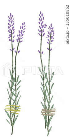 ラベンダーの手書きカラーイラスト素材 135010862