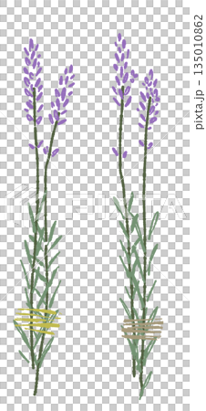 ラベンダーの手書きカラーイラスト素材 135010862