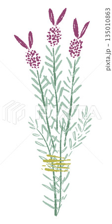 ラベンダーの手書きカラーイラスト素材 135010863