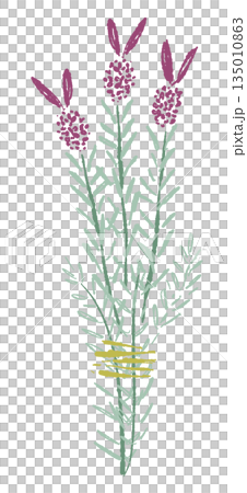 ラベンダーの手書きカラーイラスト素材 135010863