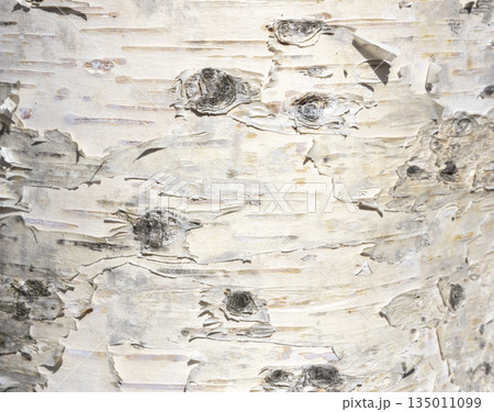 The birch bark texture or background. Macro shot is made by means of stacking technology trunk. Texture made of birch tree bark. Beautiful birch trunk background. Conceptual image. Peaceful nature. The birch bark texture or background. Macro shot is made by means of stacking technology trunk. Texture made of birch tree bark. Beautiful birch trunk background. Conceptual image. Peaceful nature. 135011099