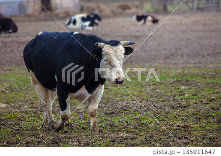 Close-up of a black and white cow with a white muzzle against the background of a herd. Close-up of a black and white cow with a white muzzle against the background of a herd. 135011647
