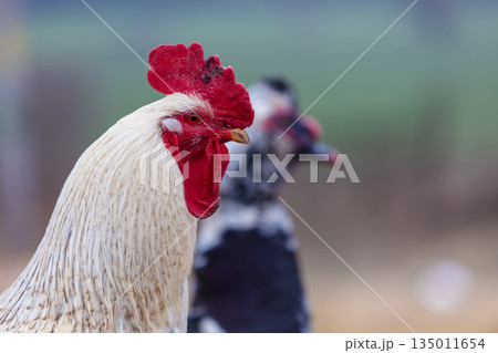 Close-up of a white rooster against a blurred background of a duck. 135011654