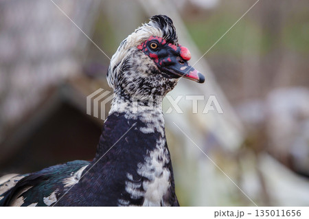 A close-up of a speckled Muscovy duck against a natural background. A close-up of a speckled Muscovy duck against a natural background. 135011656