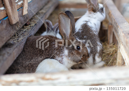 Two speckled rabbits in wooden farm crates. 135011720