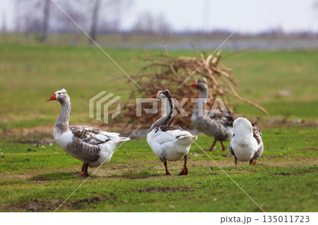 Geese walk across the field, white and brown. 135011723