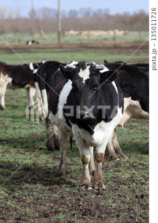 A cow is standing in a field with other cows. The cow is black and white and has horns 135011726